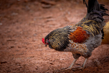Adult domestic rooster foraging on a free range poultry farm © AGrandemange
