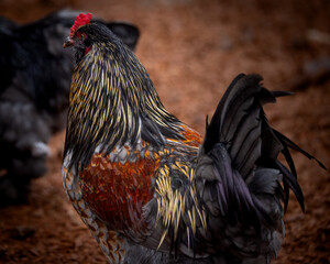 Adult domestic rooster foraging on a free range poultry farm © AGrandemange