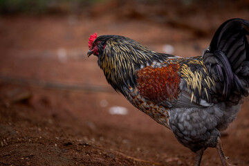 Adult domestic rooster foraging on a free range poultry farm © AGrandemange