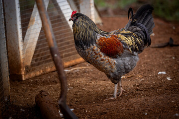 Adult domestic rooster foraging on a free range poultry farm © AGrandemange