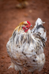 blue splash ameraucana free-ranging © AGrandemange
