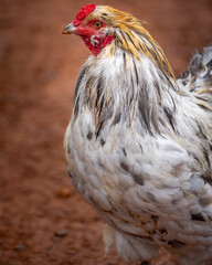 blue splash ameraucana free-ranging © AGrandemange