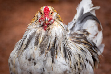 blue splash ameraucana free-ranging © AGrandemange
