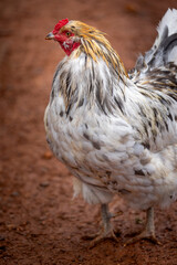 blue splash ameraucana free-ranging © AGrandemange