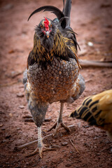 Adult domestic rooster foraging on a free range poultry farm © AGrandemange