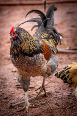 Adult domestic rooster foraging on a free range poultry farm © AGrandemange