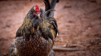 Adult domestic rooster foraging on a free range poultry farm © AGrandemange