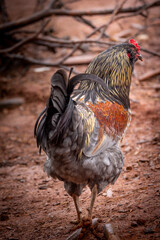 Adult domestic rooster foraging on a free range poultry farm © AGrandemange