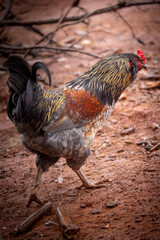 Adult domestic rooster foraging on a free range poultry farm © AGrandemange