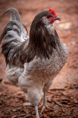 free range rooster © AGrandemange