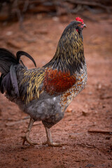 Adult domestic rooster foraging on a free range poultry farm © AGrandemange