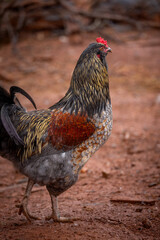 Adult domestic rooster foraging on a free range poultry farm © AGrandemange