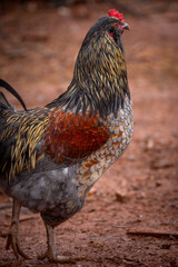 Adult domestic rooster foraging on a free range poultry farm © AGrandemange