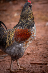 Adult domestic rooster foraging on a free range poultry farm © AGrandemange