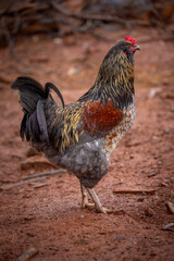 Adult domestic rooster foraging on a free range poultry farm © AGrandemange