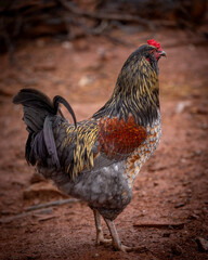 Adult domestic rooster foraging on a free range poultry farm © AGrandemange