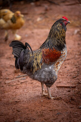 Adult domestic rooster foraging on a free range poultry farm © AGrandemange