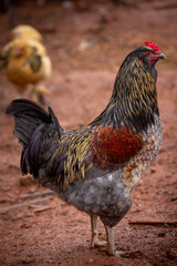 Adult domestic rooster foraging on a free range poultry farm © AGrandemange