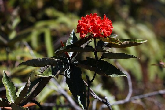 Rainforest tropical plants in Kinabalu Park, Malaysia. Sabah region of Borneo. Rhododendron fallacinum shrub flowers.