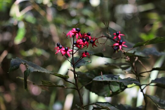 Rainforest tropical plants in Kinabalu Park, Malaysia. Sabah region of Borneo. Berries of Clerodendrum trichotomum (harlequin glorybower, glorytree).