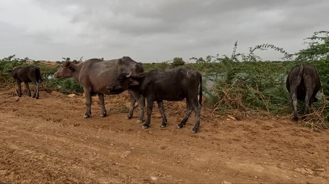 Three Black Buffaloes Grazing Together in Muddy Farmland