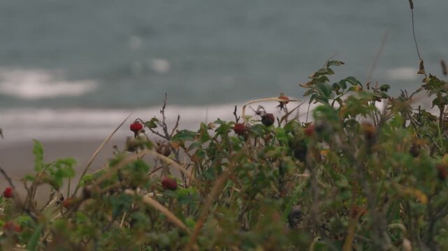 Red Rose Hips Among Dried Grass Against a Gray Sea