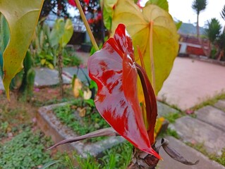 Close-up of a glossy, vibrant red young leaf sprouting on a tropical plant in a sunny outdoor garden. © Wisnu agata
