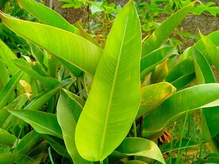 Fresh vibrant green tropical Heliconia leaves growing in a sunny garden outdoors, featuring natural texture and rich natural pattern. © Wisnu agata