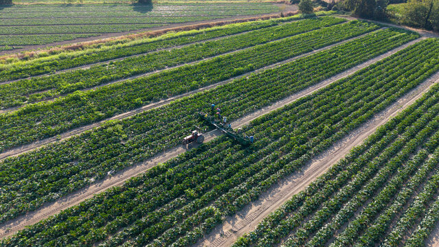 Aerial view of farmers harvesting zucchini with a tractor-pulled machine in a large agricultural field in Milan, Lombardy, Italy.