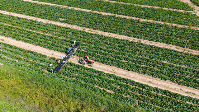 Aerial view of workers harvesting zucchini in a field with a tractor pulling a harvesting platform in Milan, Lombardy, Italy.