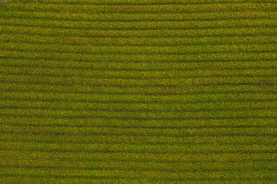 Aerial view of strawberry rows in a field in Sylte, More og Romsdal, Norway.