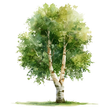 Birch Tree watercolor drawing vector, premium quality illustration on a clean white background.