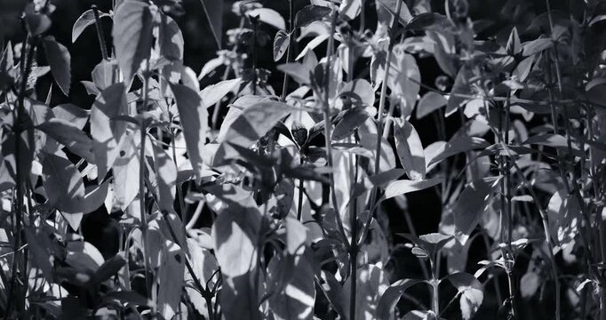 Close-up black and white footage of a potted basil plant, with strong backlighting filtering through the leaves to create stark contrast, deep shadows, and a shallow focus.