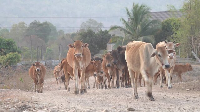 A herd of zeboos in the countryside. Lao Village