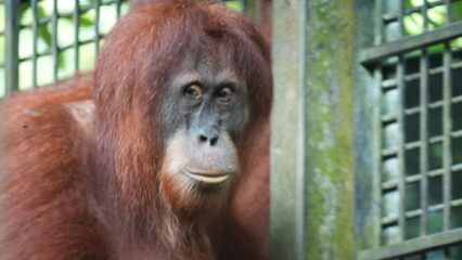 Orangutan Close Up Portrait Wild Animal Encounter © Jimmy