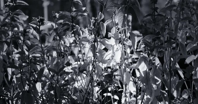 Close-up black and white footage of a potted basil plant, with strong backlighting filtering through the leaves to create stark contrast, deep shadows, and a shallow focus.
