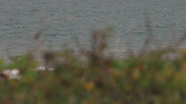 Red Rose Hips Among Dried Grass Against a Gray Sea