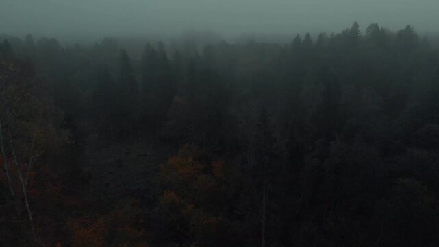 fog in the forest