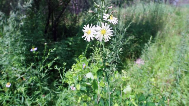 White succory (Cichorium intybus). Preparations from various parts of chicory have choleretic, wound-healing and stimulating effects. Sikhote Alin Mountains. The Far East of Siberia