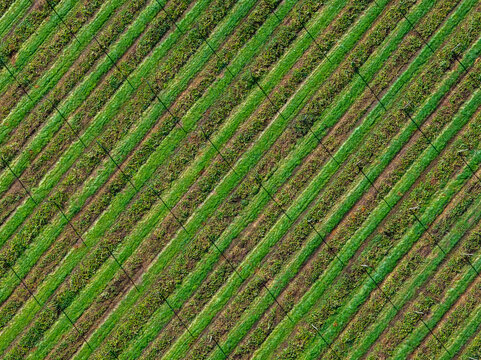 Aerial view of a hop farm with lush green rows of hop plants arranged in parallel lines across the field in Woodburn, Oregon, United States.