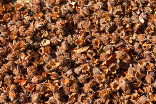 Dense layer of brown spiky beech nut husks creating a natural autumn texture