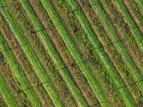Aerial view of a hop farm with rows of hop bines growing on trellises, casting long shadows across the green field in Woodburn, Oregon, United States.