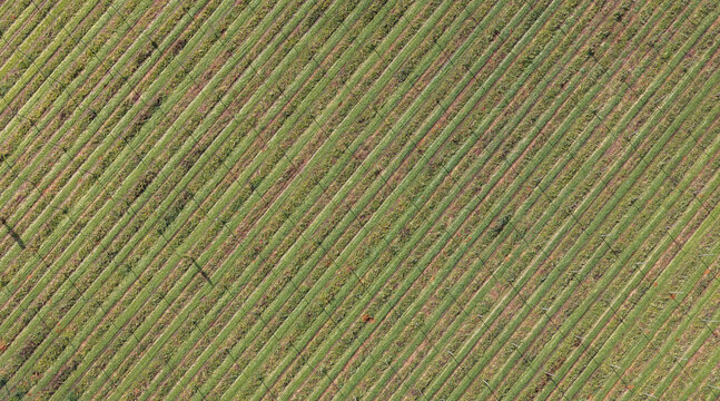 Aerial view of a hop farm with lush green rows of hop plants growing on trellises in Woodburn, Oregon, United States.