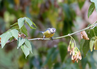 Eurasian Blue Tit (Cyanistes caeruleus) perching on a thin branch amidst green foliage. © VOLODYMYR KUCHERENKO