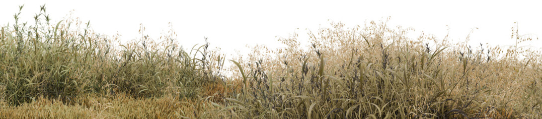 Fototapeta premium Realistic wild dry grass foliage field isolated on transparent PNG background for nature landscape architecture render and environment design compositing 3d render illustration element