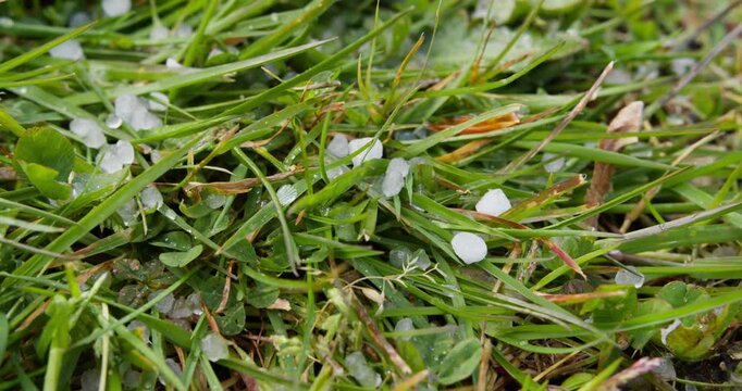 Close-up of hailstones resting on wet green vegetation after hailstorm. Severe weather posing risk to plants and crops