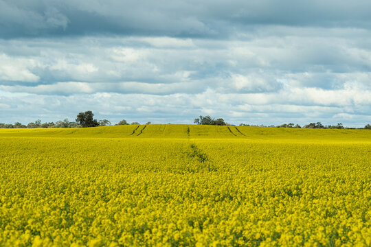 Rural landscape: vibrant canola field stretches across gently rolling farmland under expansive cloud-filled sky, with tractor tracks and distant trees on horizon, Donald, Victoria, Australia