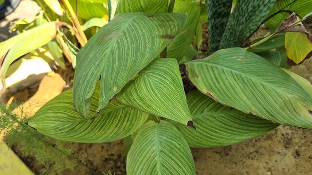 Close Up of Variegated Canna Lily Green Leaves with Yellow Pinstripes Pattern in Garden