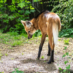 Obraz premium The Maned Wolf, Chrysocyon brachyurus is the largest canid of South America