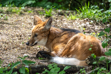 Obraz premium The Maned Wolf, Chrysocyon brachyurus is the largest canid of South America